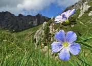 14 Lino celeste (Linum alpinum) con vista in Alben-versante n ord-est